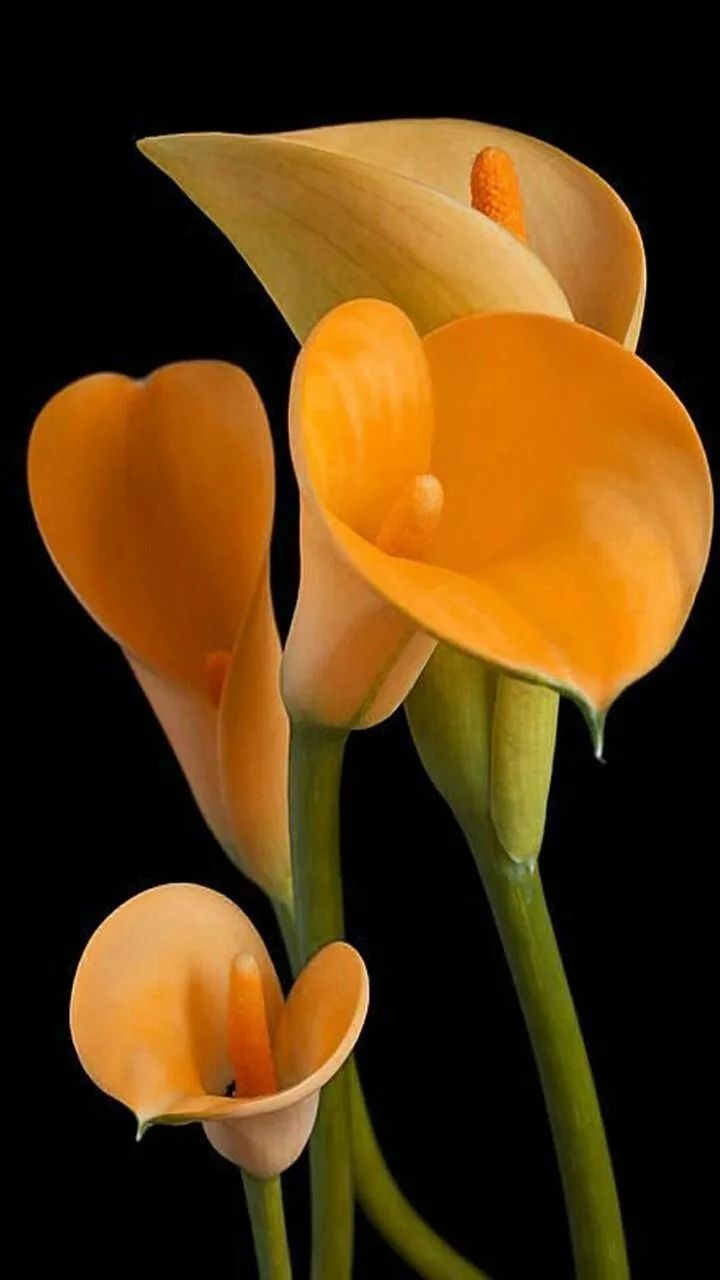 /public/uploads/ba0daf685bd11ec31881f52d/2025/06/09/d7284dd4ef80c4b248a84876.jpg